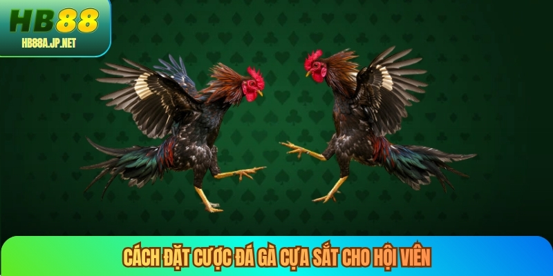 Cách đặt cược đá gà cựa sắt cho hội viên