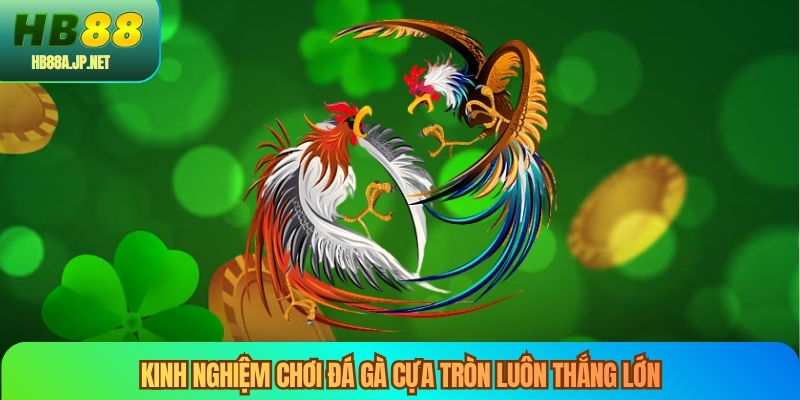 Kinh nghiệm chơi đá gà cựa tròn luôn thắng lớn