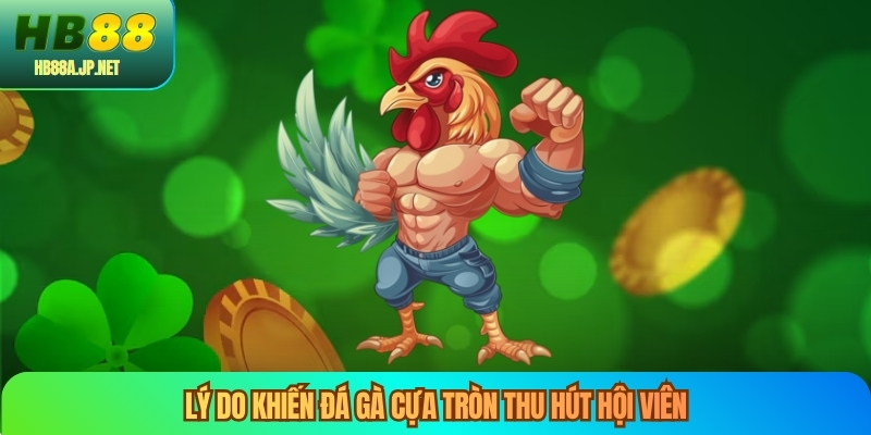 Lý do khiến đá gà cựa tròn thu hút hội viên